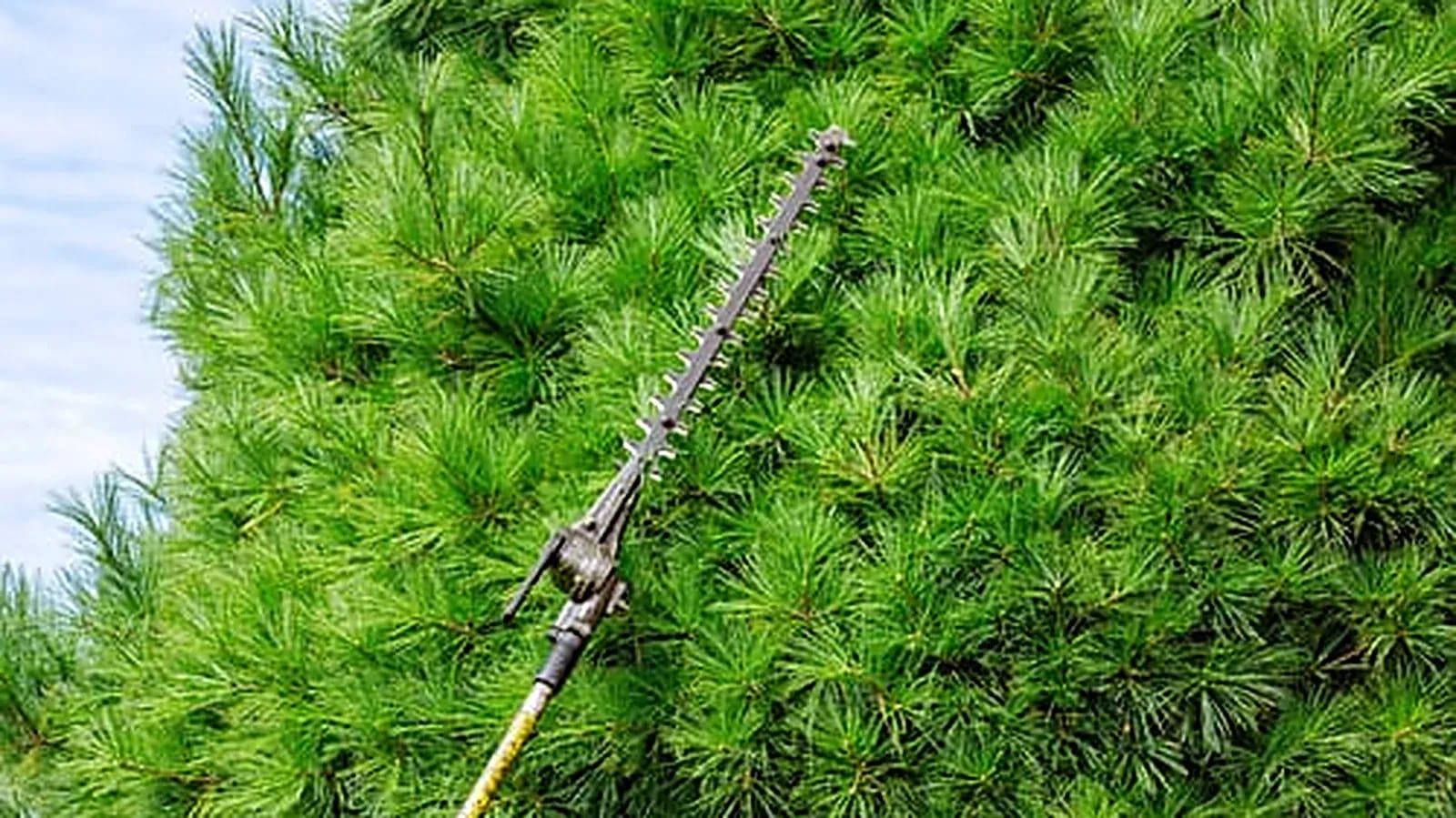 Pole saw trimming overgrown tree branches during a professional pruning service